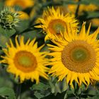 Sonnenblumen