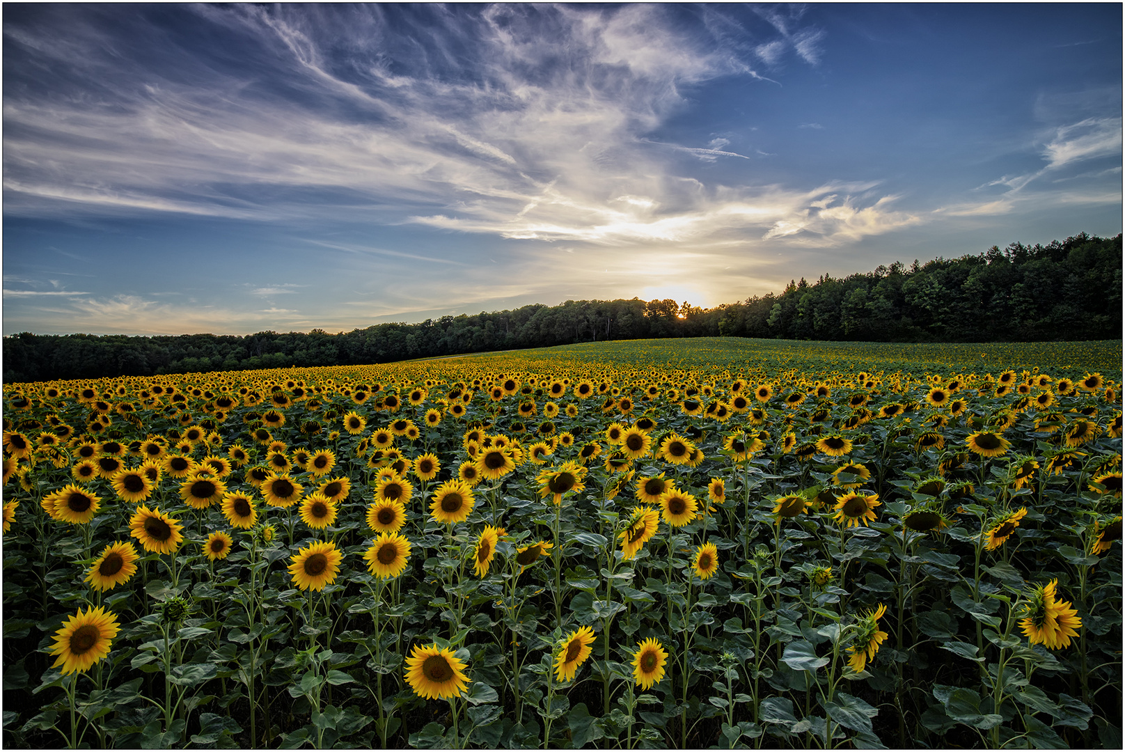 Sonnenblumen