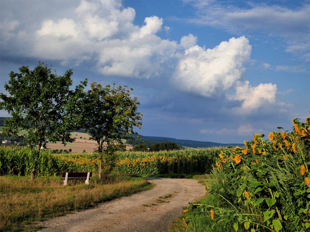 Sonnenblumen