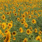 Sonnenblumen -5-