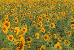 Sonnenblumen -5-