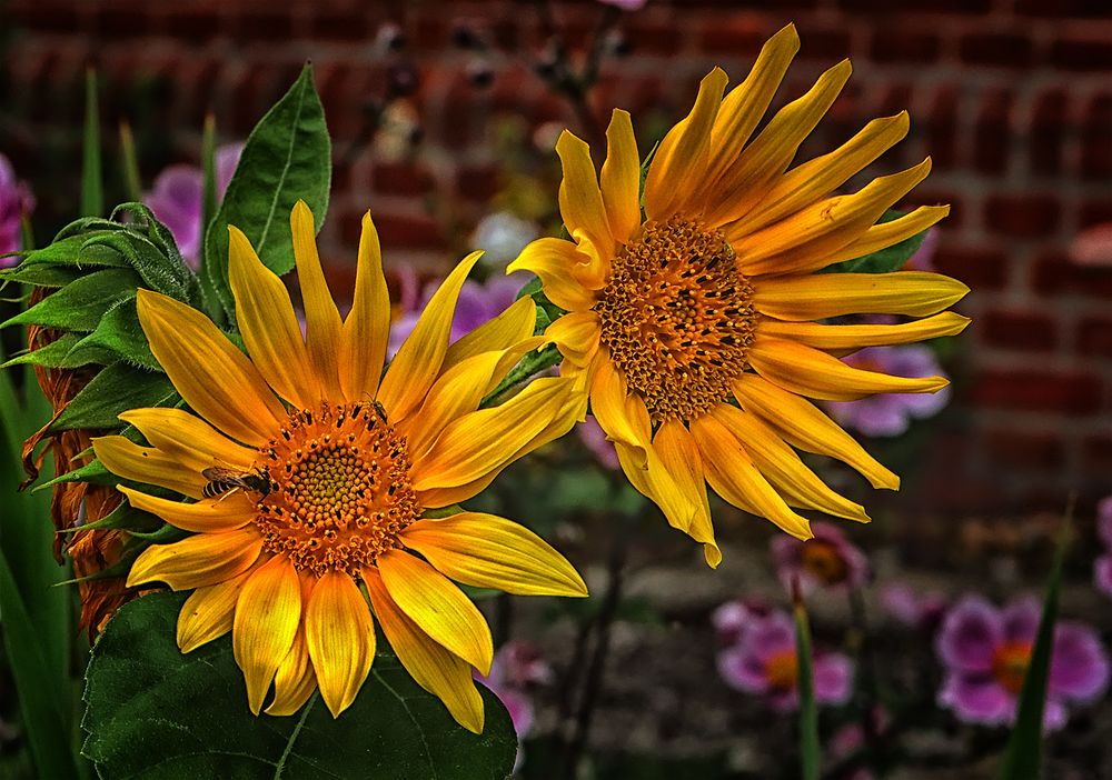 Sonnenblumen