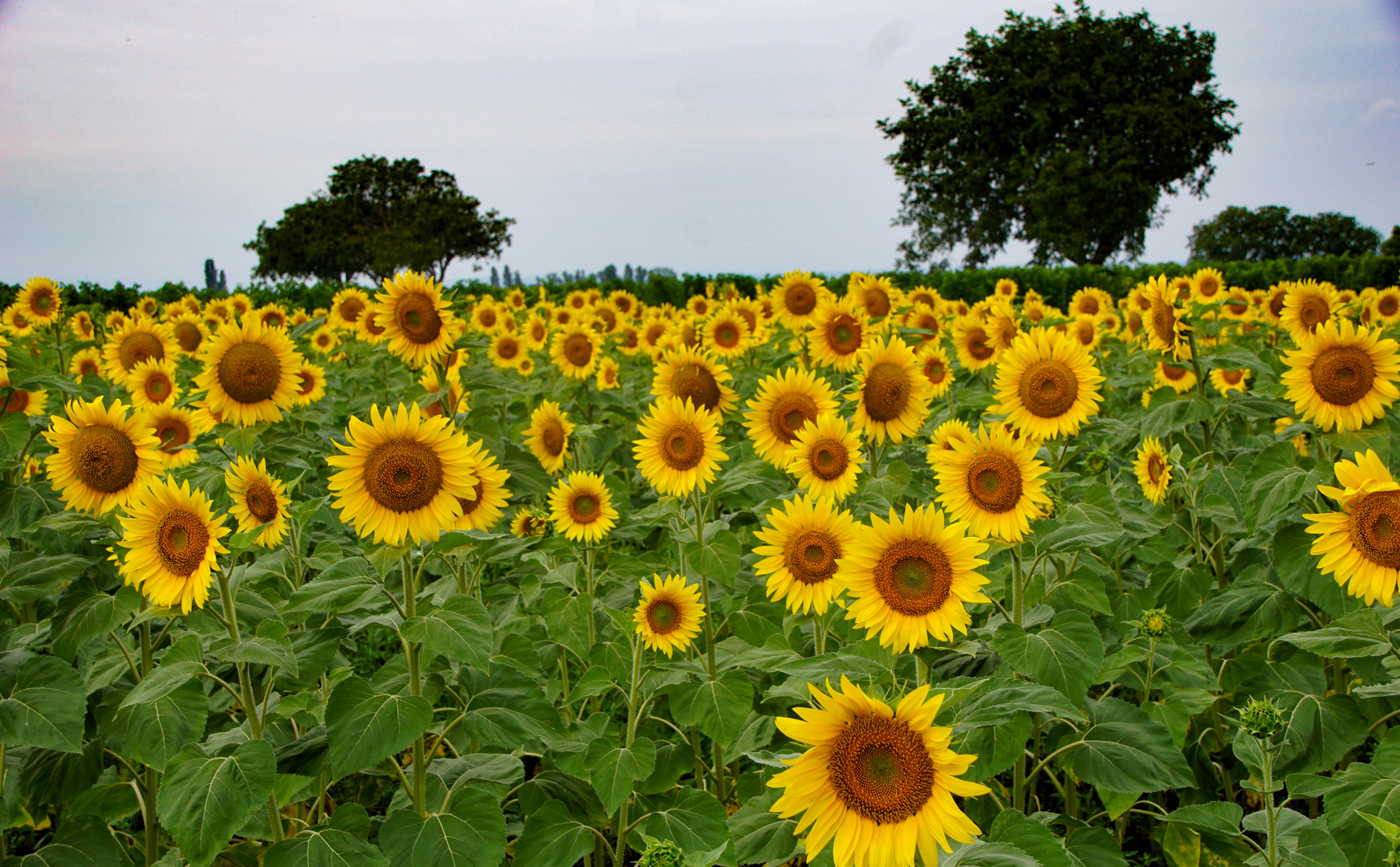 Sonnenblumen 