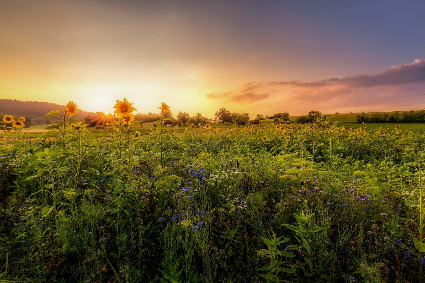 Sonnenblumen....