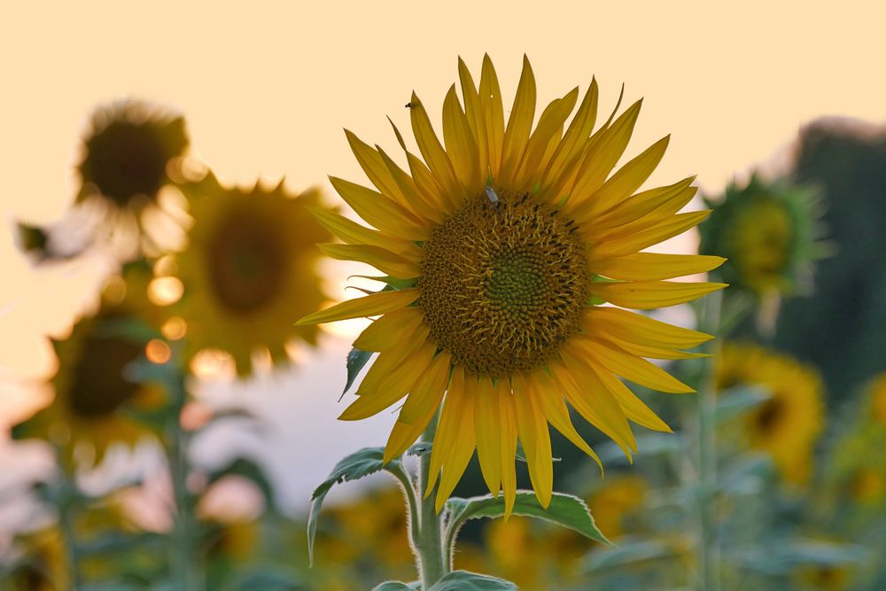 Sonnenblumen