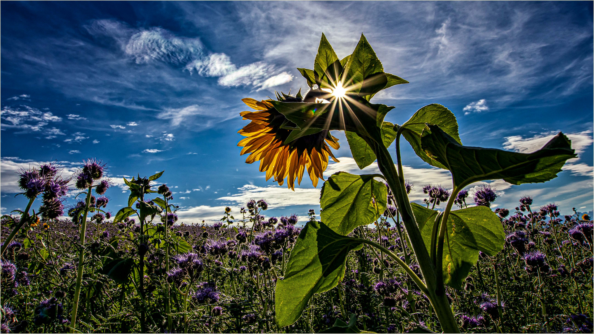 Sonnenblumen