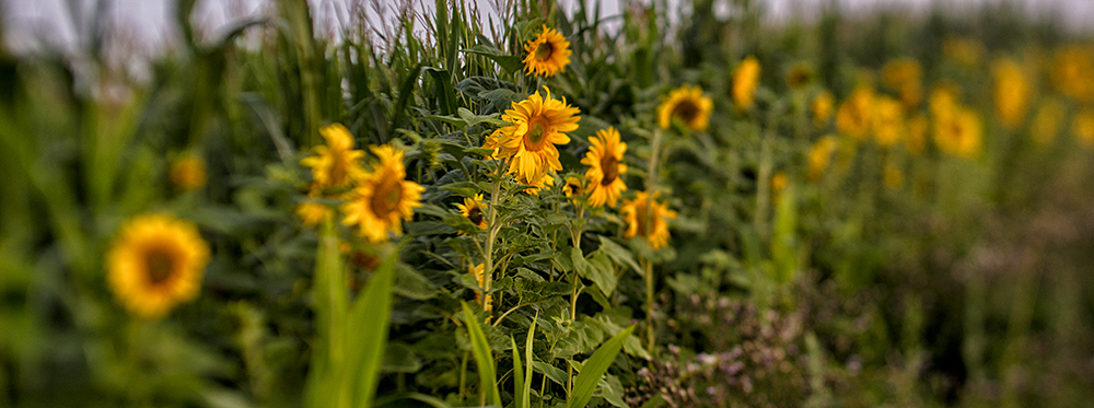 Sonnenblumen 