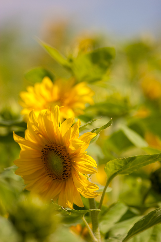 Sonnenblumen