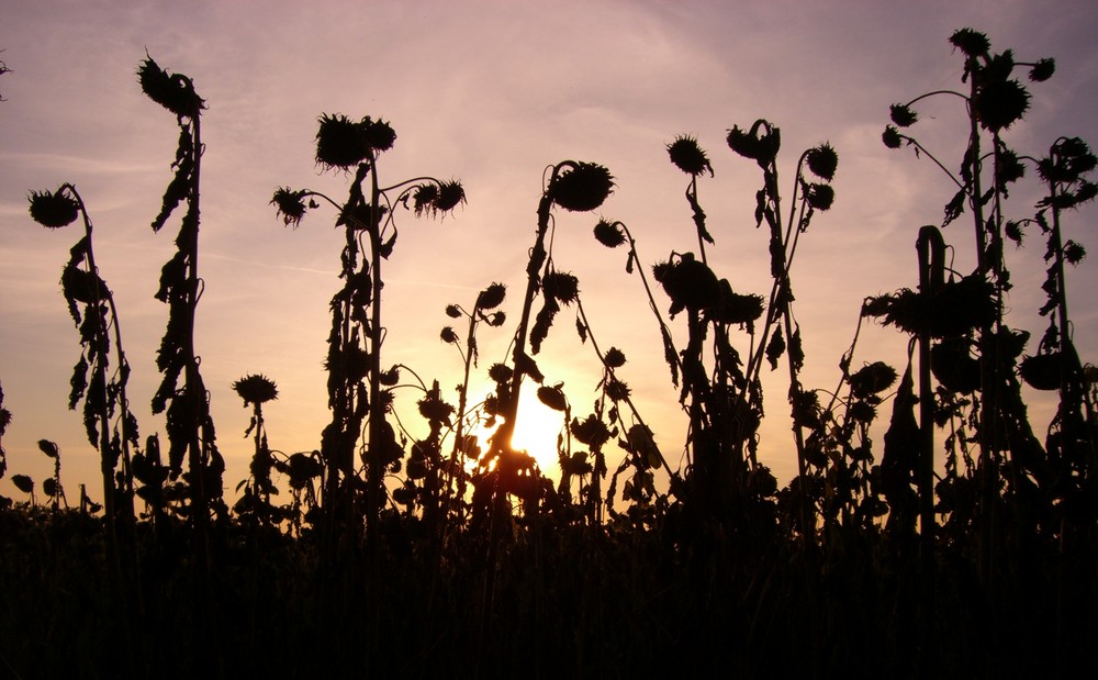 sonnenblumen