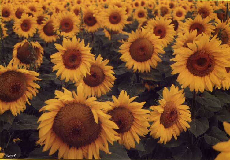 Sonnenblumen