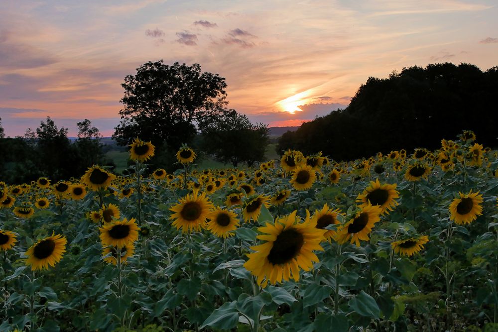 Sonnenblumen