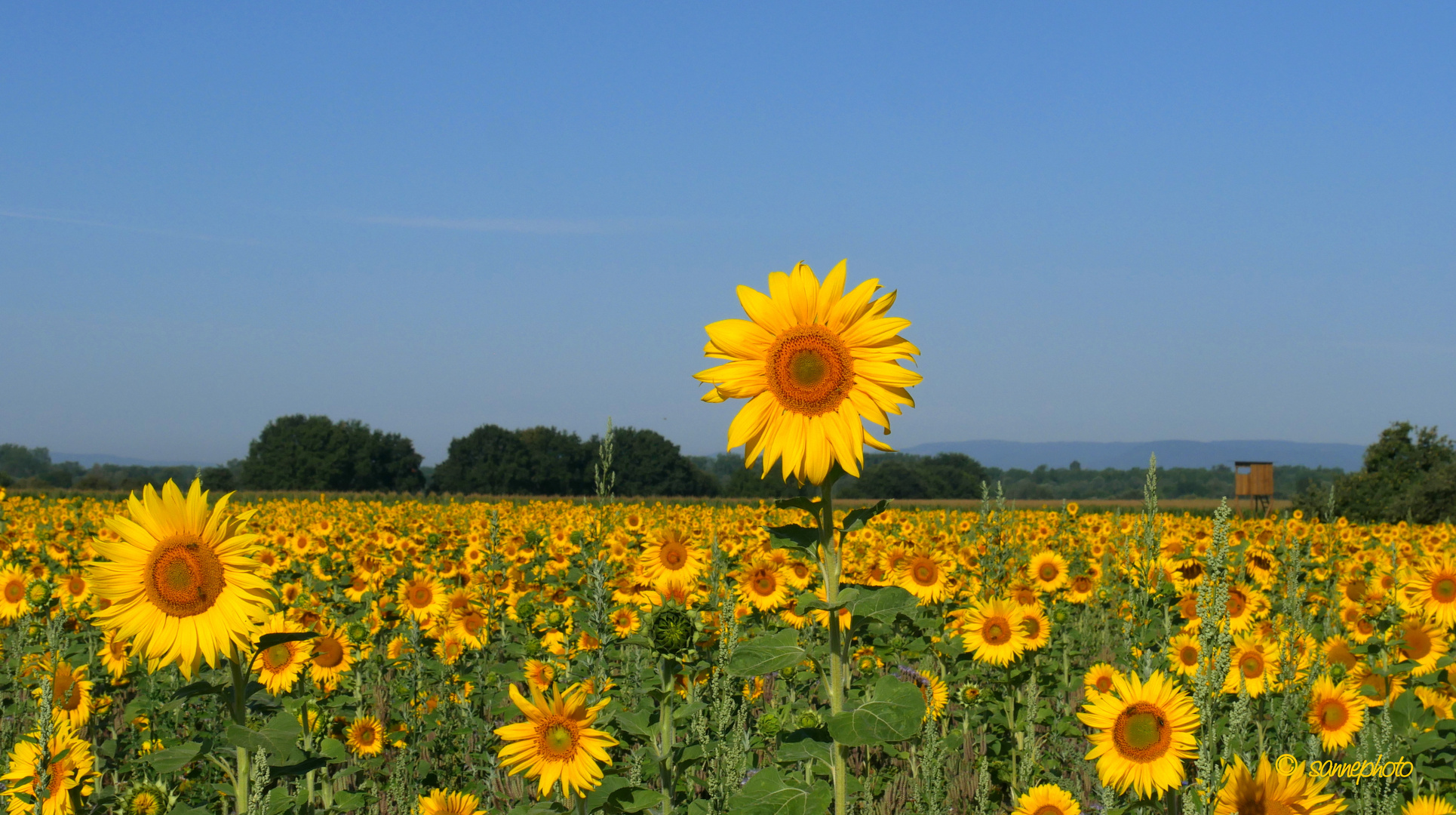 Sonnenblumen