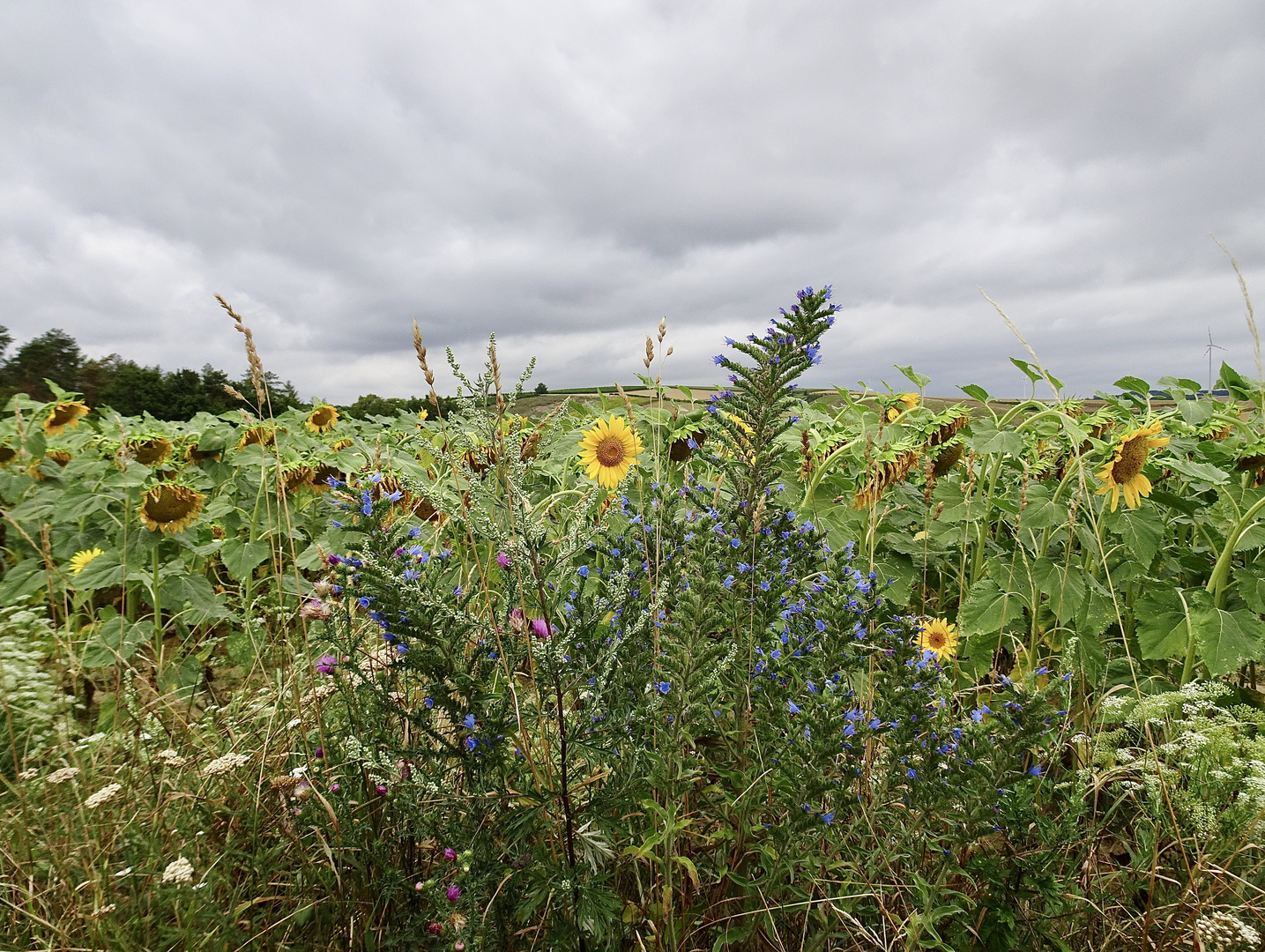 Sonnenblumen