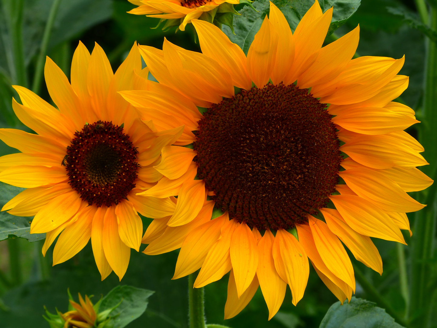 Sonnenblumen Foto & Bild pflanzen, pilze & flechten, blüten