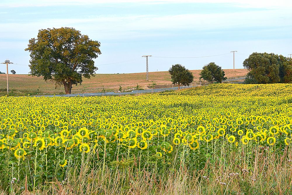 Sonnenblumen