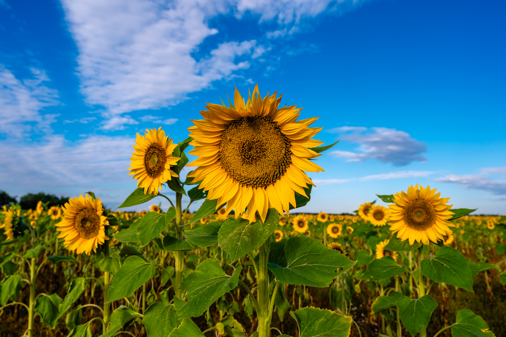 Sonnenblumen