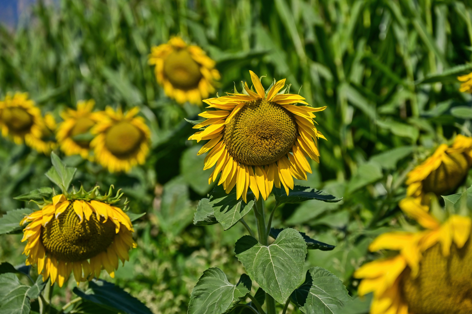 Sonnenblumen