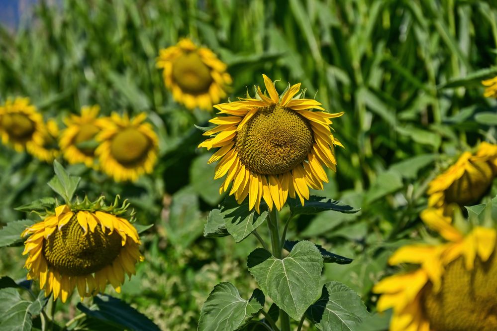 Sonnenblumen Foto & Bild landschaft, garten & parklandschaften