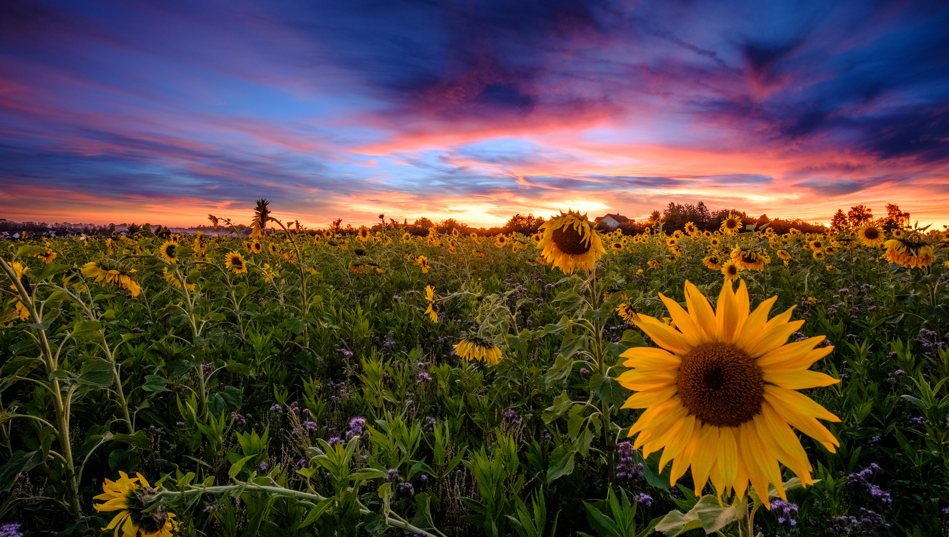 Sonnenblumen