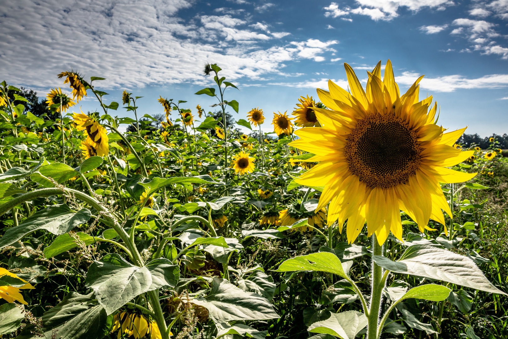 Sonnenblumen