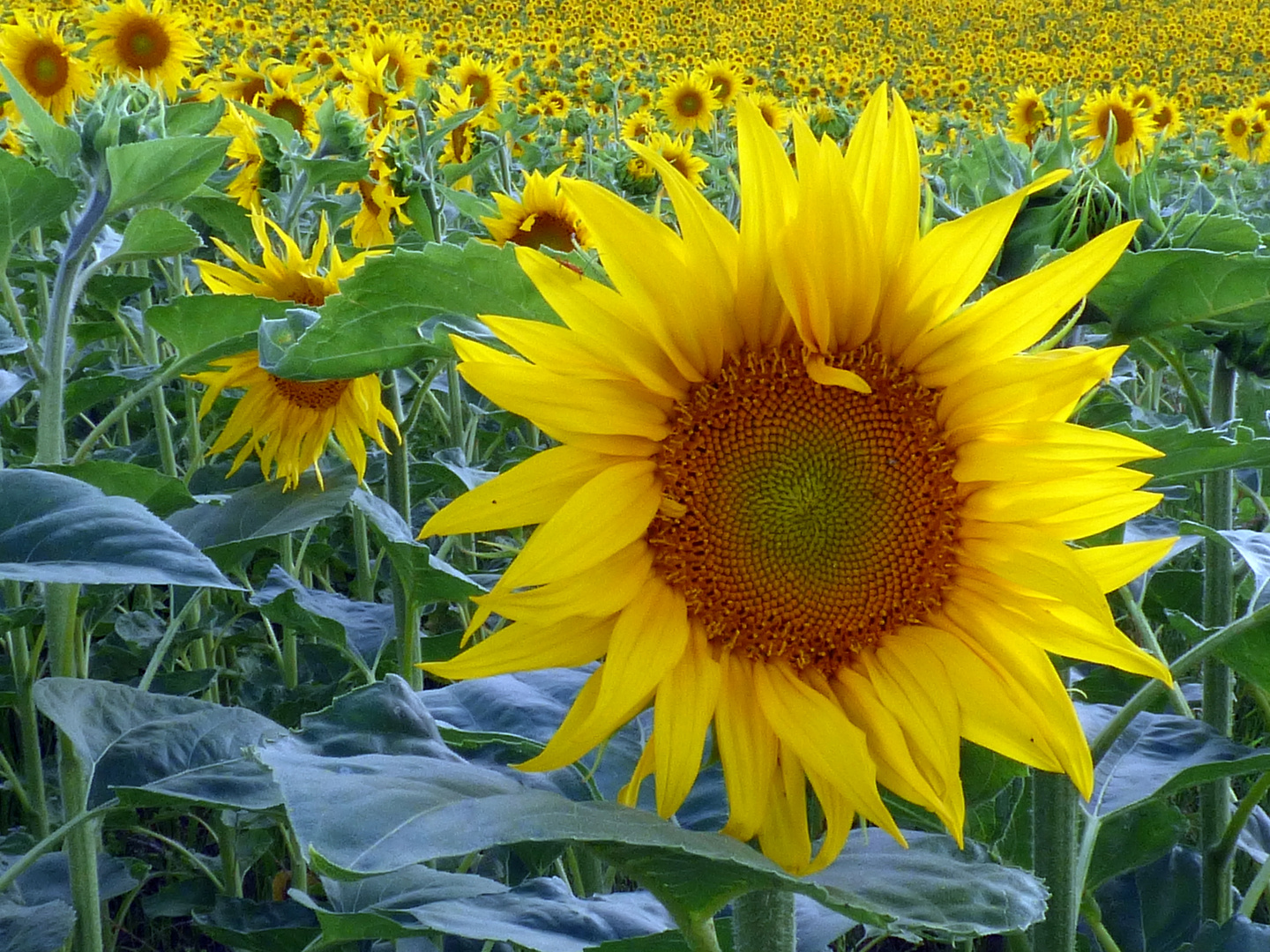 Sonnenblumen