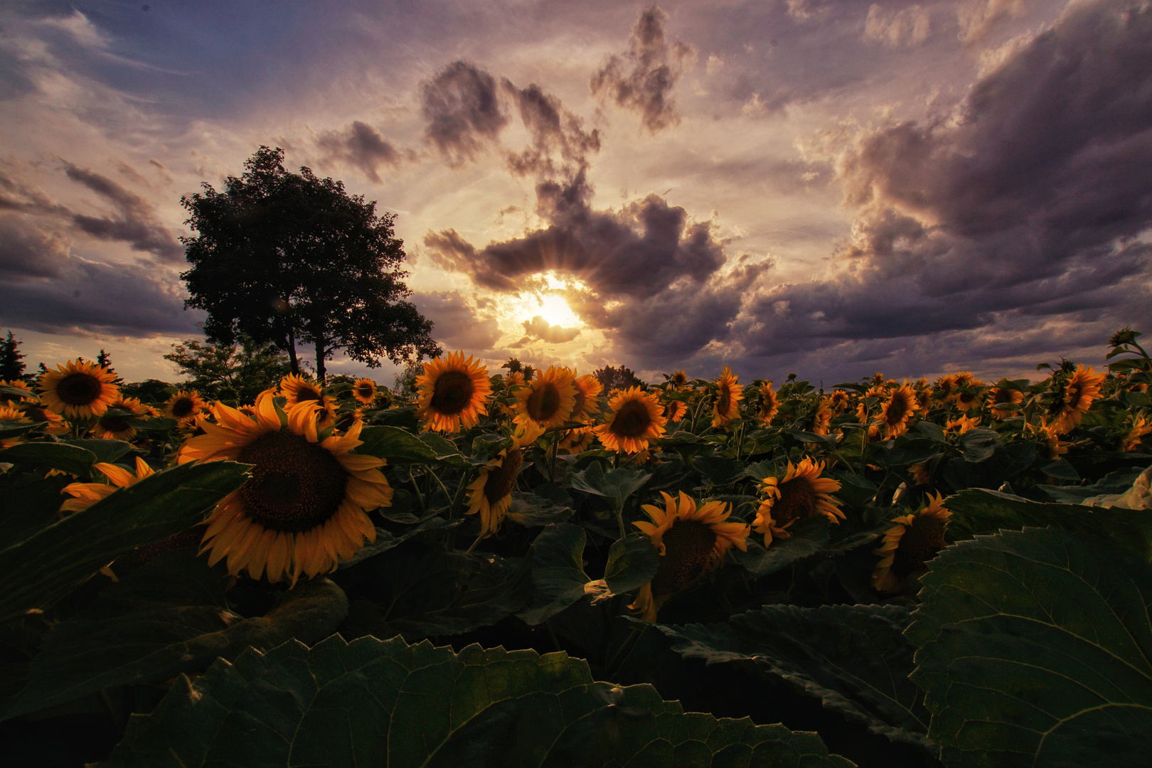 Sonnenblumen