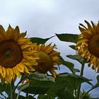 Sonnenblumen