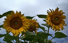 Sonnenblumen