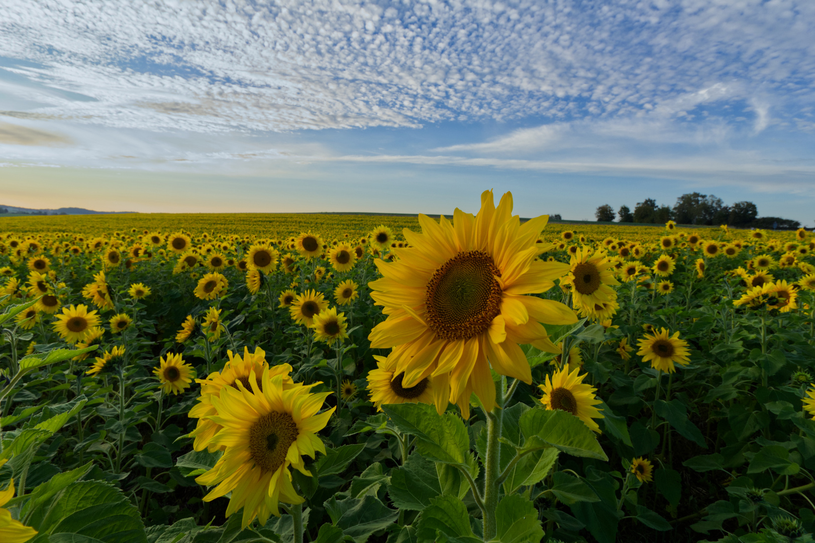 Sonnenblumen