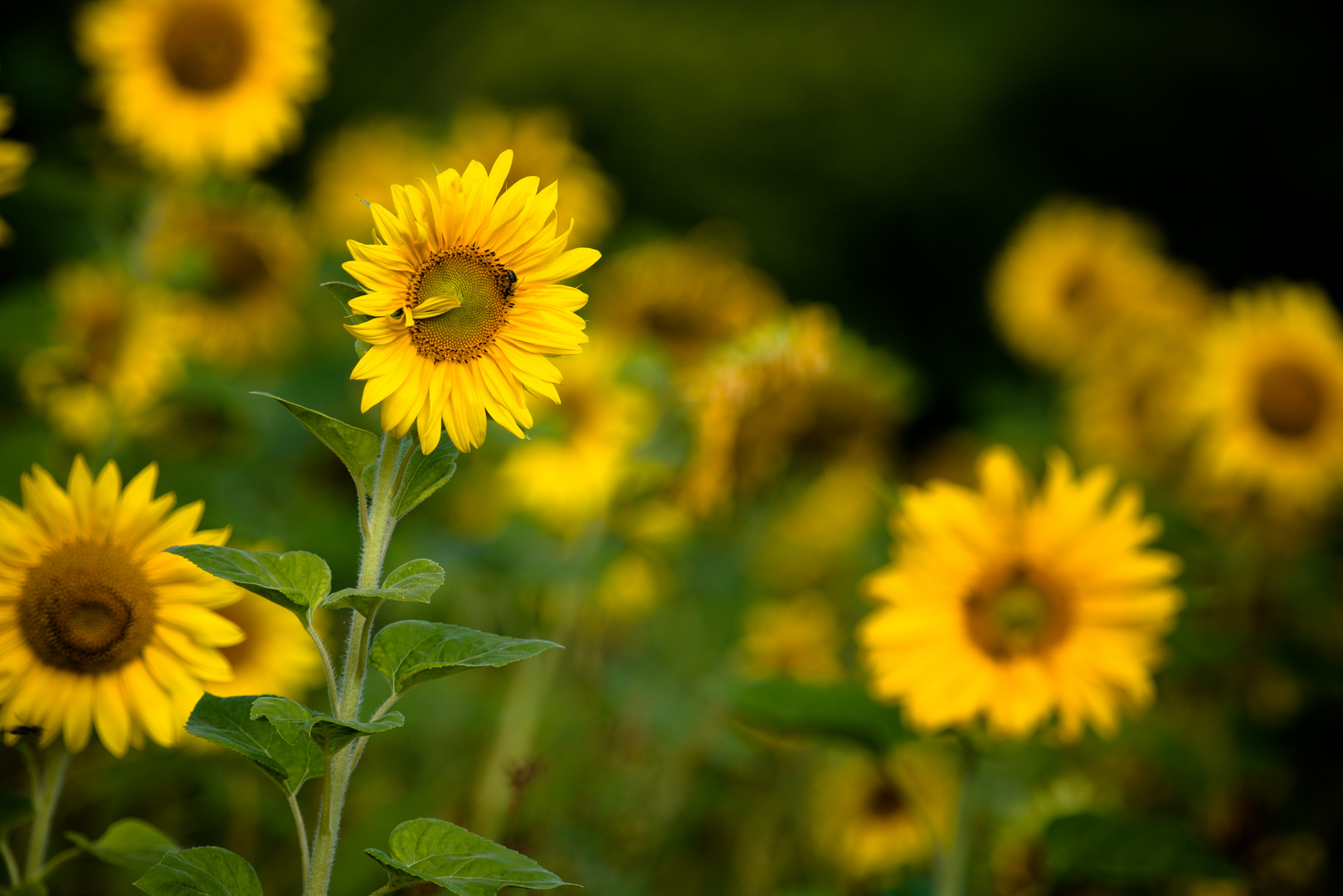 Sonnenblumen