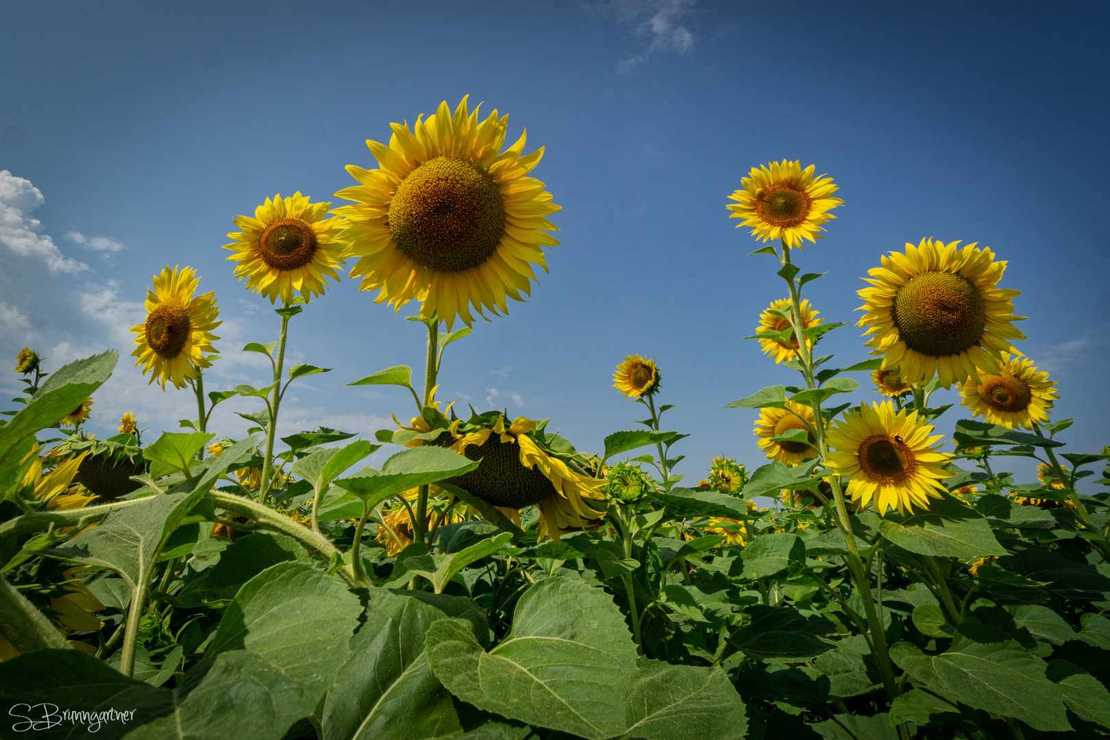 Sonnenblumen