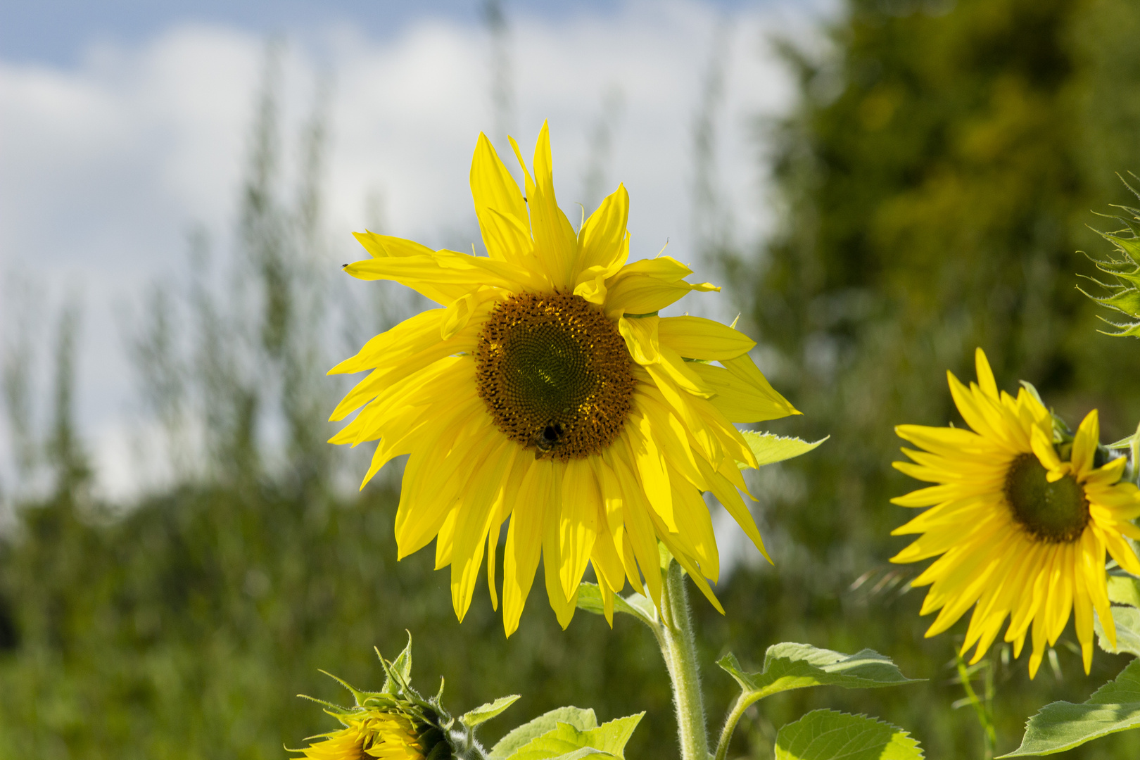 Sonnenblumen 