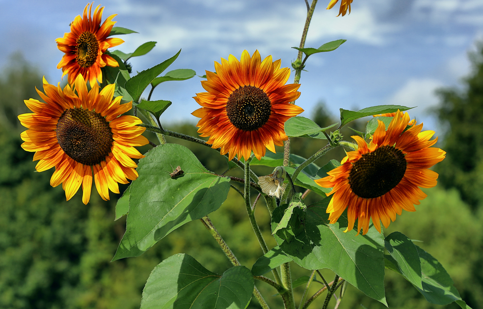 Sonnenblumen