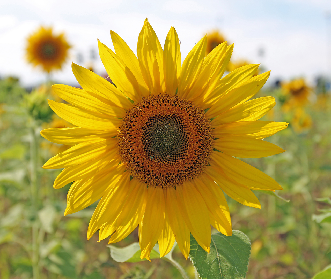 Sonnenblumen 6 Foto & Bild feld, natur, pflanzen Bilder auf