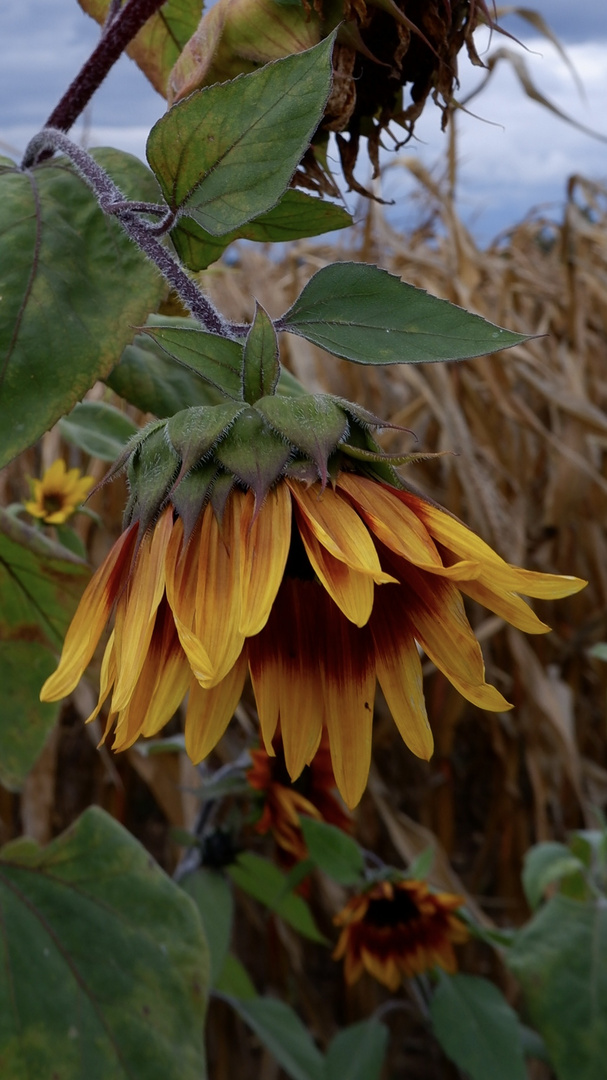 Sonnenblumen 