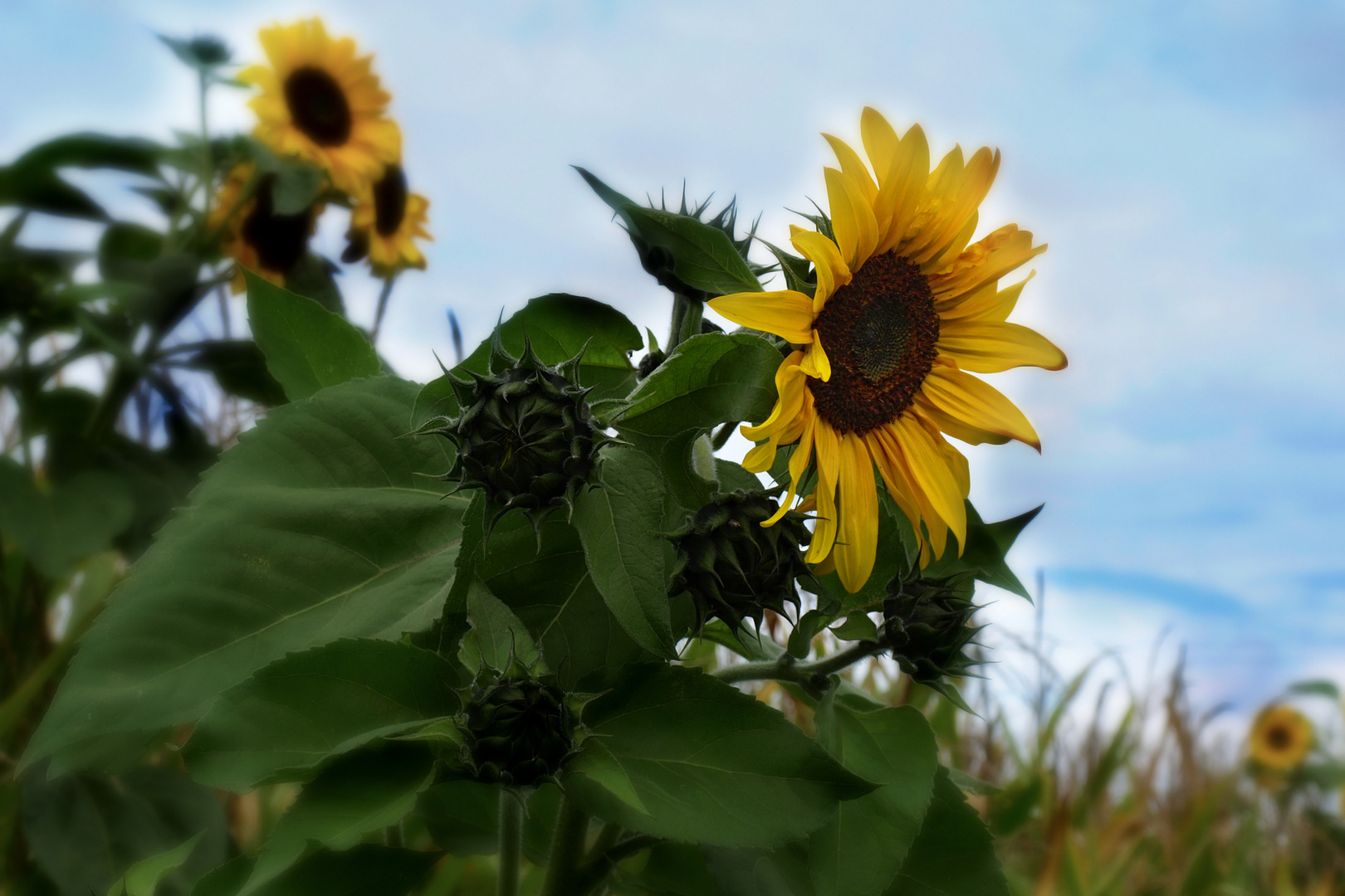 Sonnenblumen