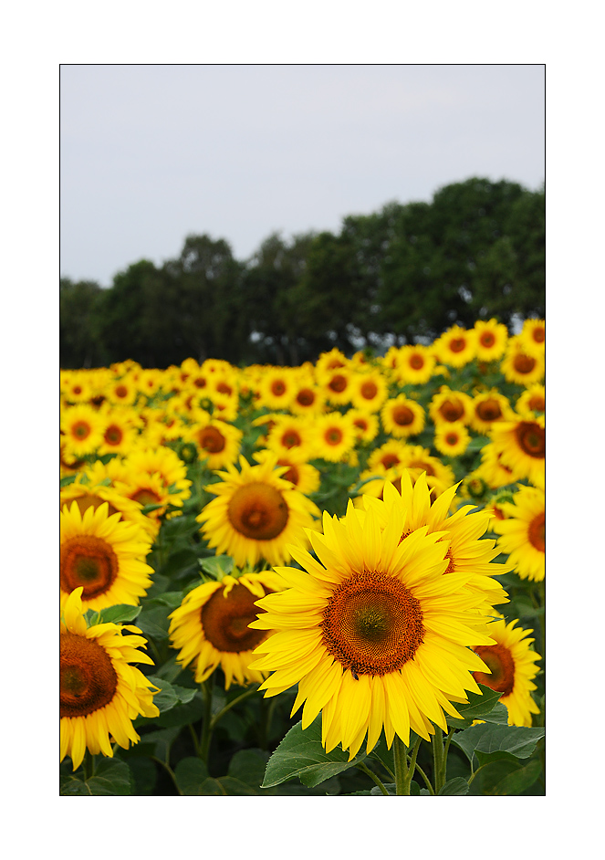 Sonnenblumen