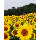 Sonnenblumen