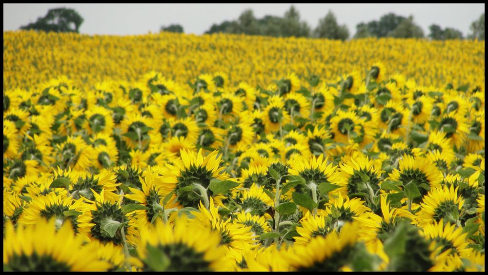 Sonnenblumen