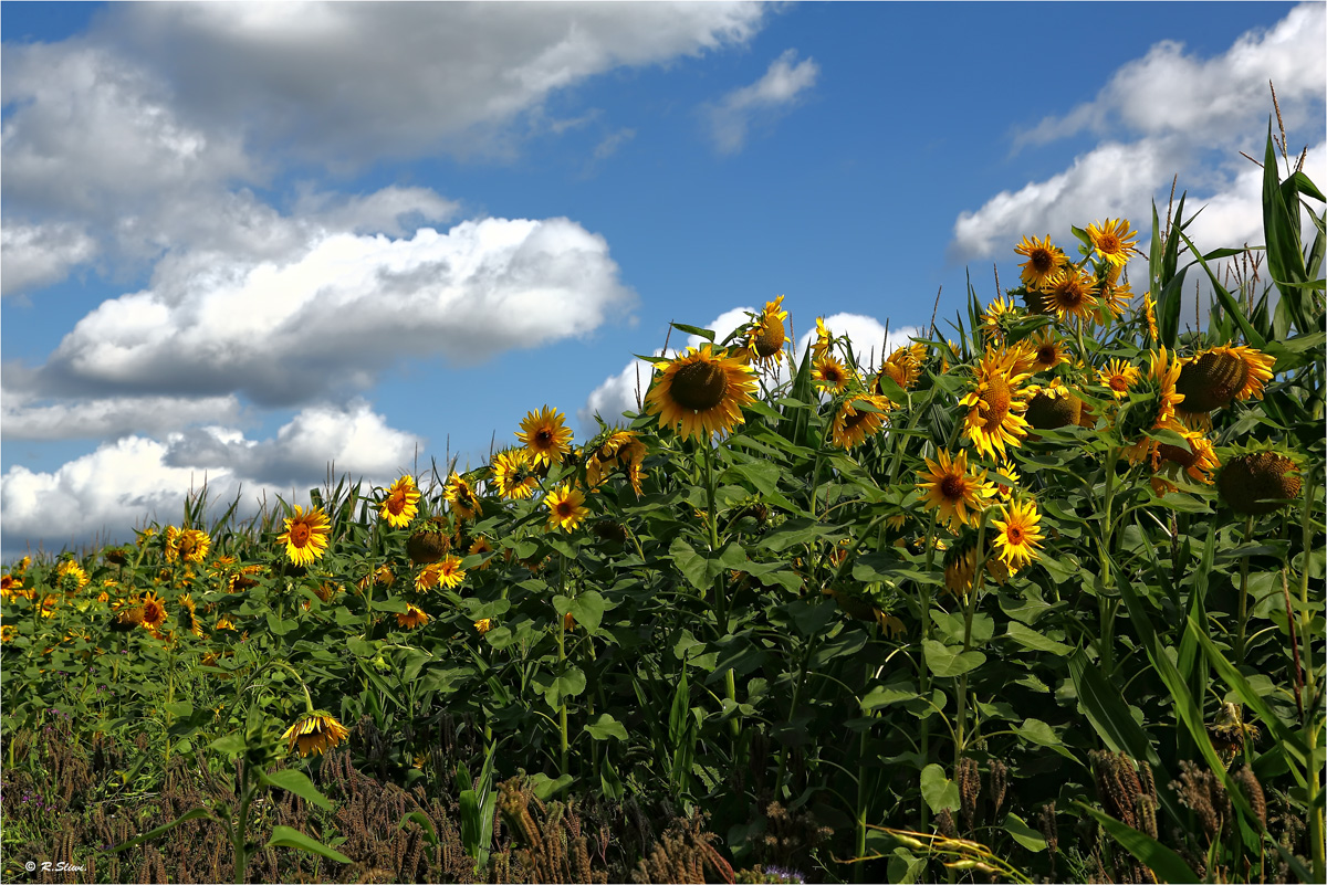 Sonnenblumen 