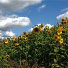 Sonnenblumen 