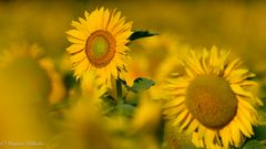 Sonnenblumen ...