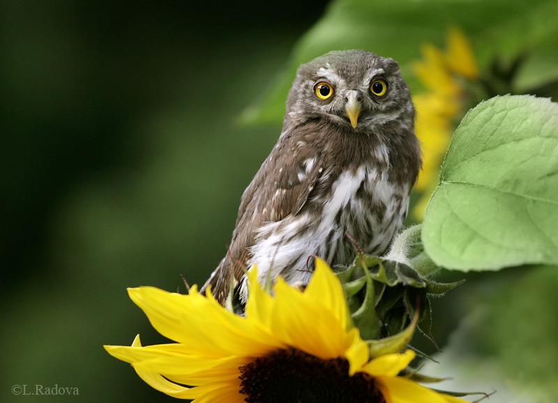 Sonnenblumen