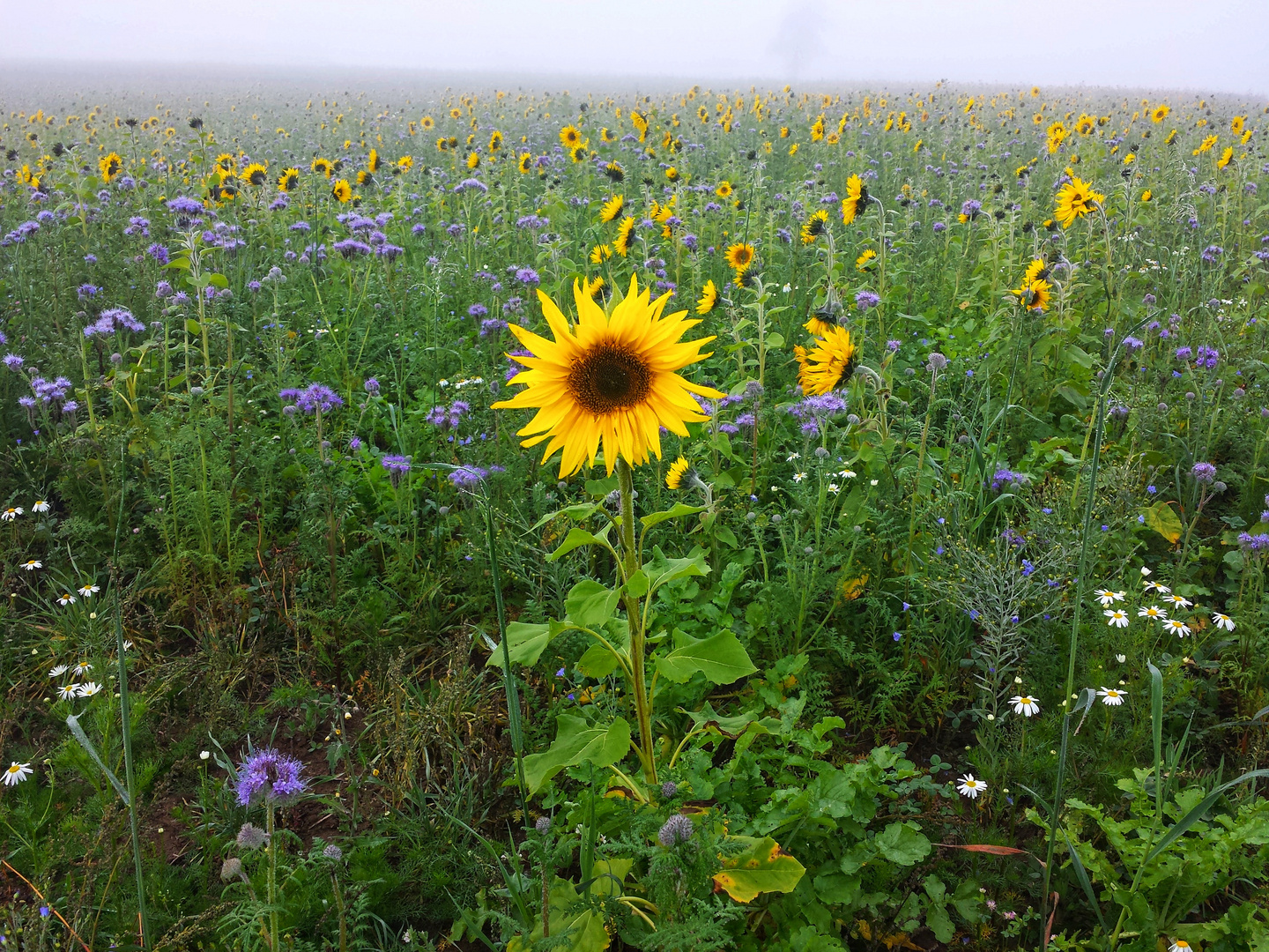 Sonnenblumen