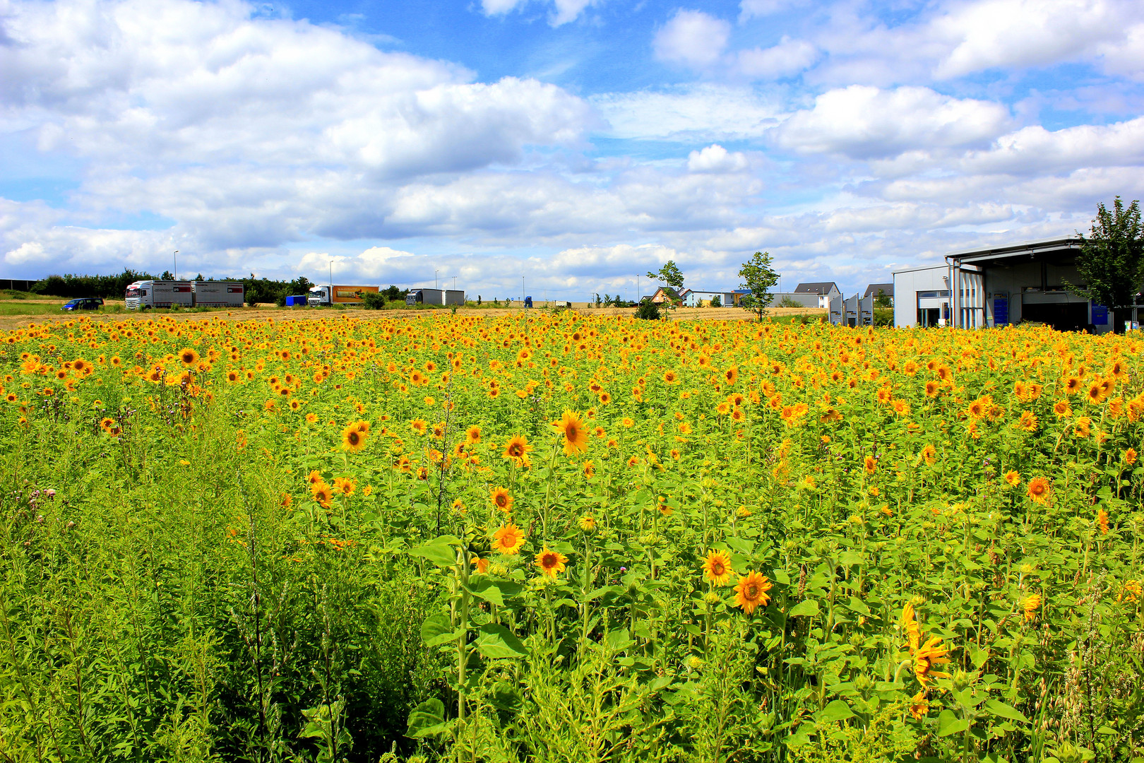 Sonnenblumen