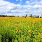 Sonnenblumen