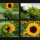 Sonnenblumen