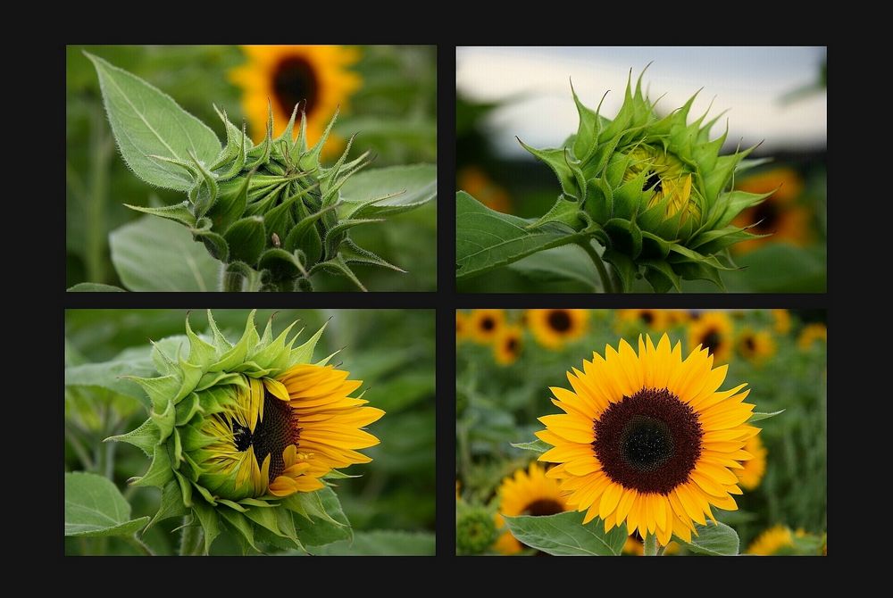 Sonnenblumen