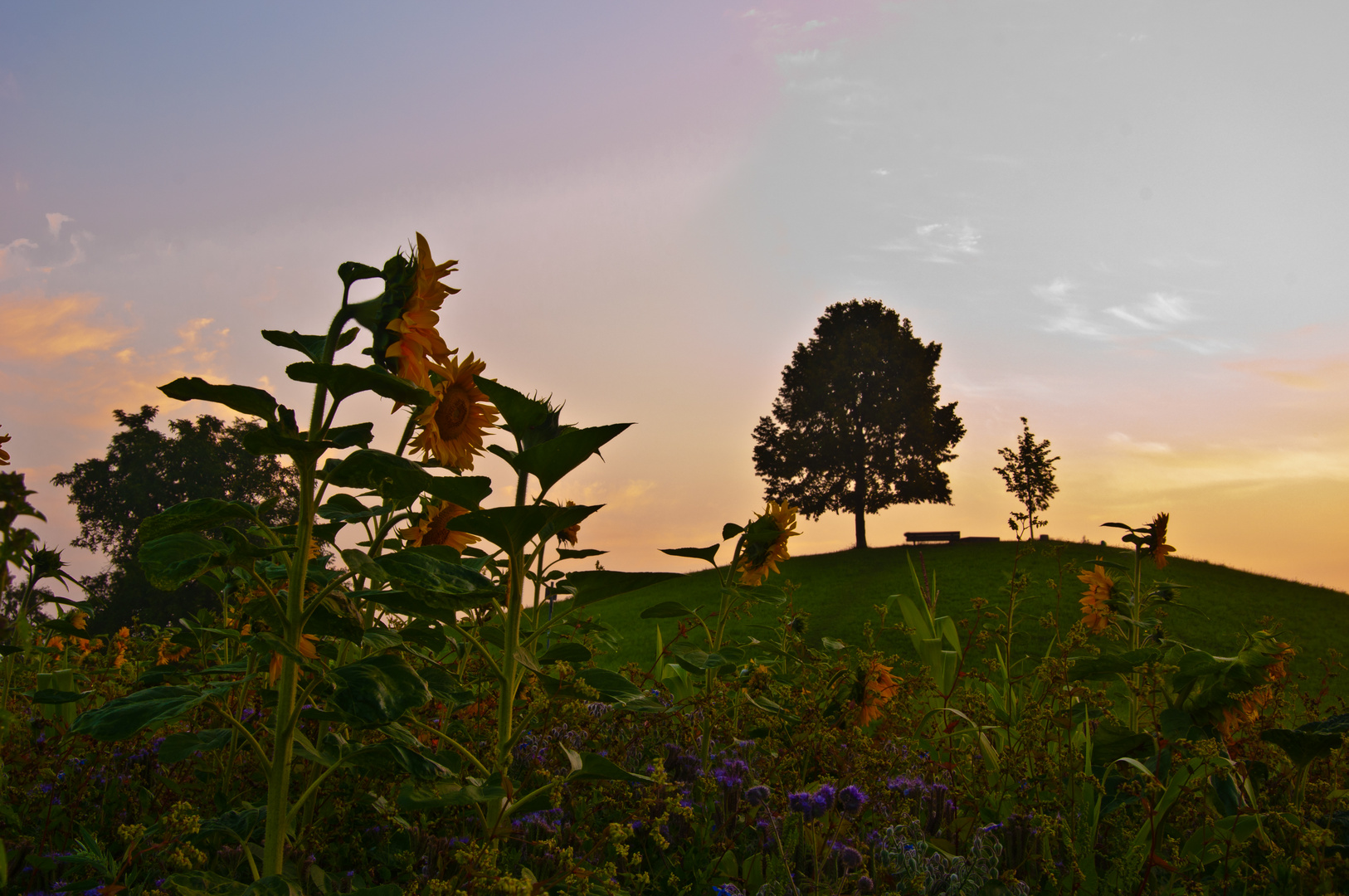 Sonnenblumen