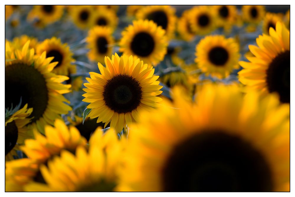 Sonnenblumen